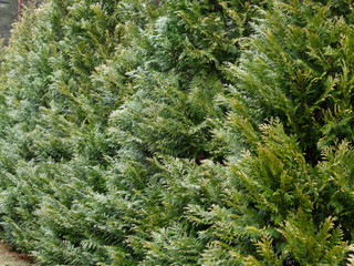 wall of decorative thuja swing in the wind