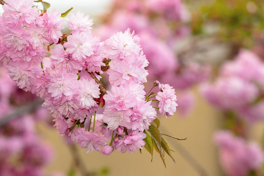 sakura tree in blossom. beautiful pink flower close up. background with blurred garden.