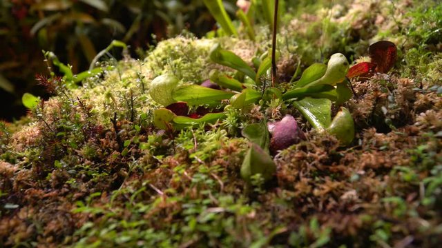 Carnivorous plants sundew, venus flytrap, sarratseniya