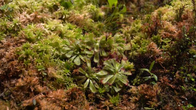 Carnivorous plants sundew, venus flytrap, sarratseniya