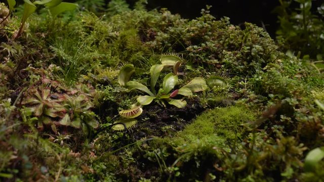 Carnivorous plants sundew, venus flytrap, sarratseniya