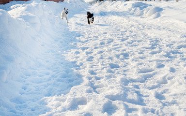 Two Mix Breed Happy Dogs Running and Playing  in the Snow in the Winter