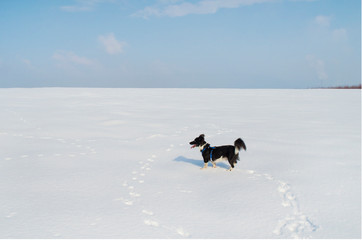 Black Happy Dog Running in the Snow in the Winter 