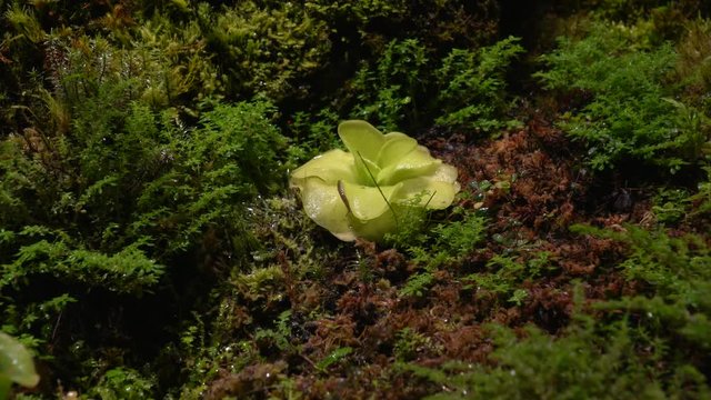 Carnivorous plants sundew, venus flytrap, sarratseniya