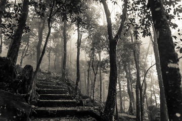 Wood in mist, Ham Rong Mountain Park, Sa Pa, northwestern Vietnam