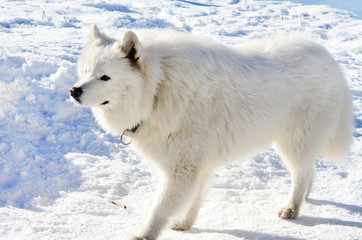 White Samoyed Dog in the Winter Mountain