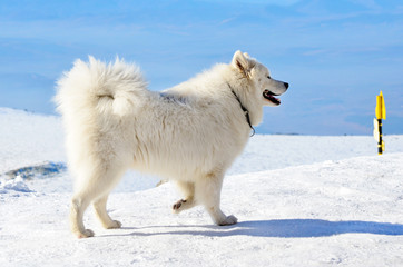 White Samoyed Dog in the Winter Mountain