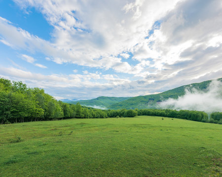 summer countryside in mountains. fog rising behind the grassy meadow among the forest. cloudy morning sky. ridge in the distance.