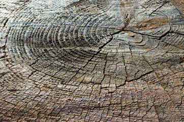 Stump of Tree Felled  with Annual Rings