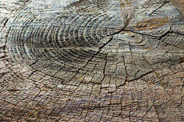 Fototapeta premium Stump of Tree Felled with Annual Rings