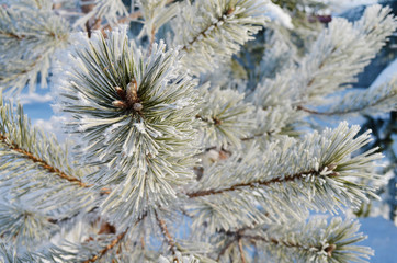 Naklejka na ściany i meble Pine Branches Covered with Snow