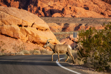 A family of female Desert Bighorn Sheep crossing the road in the Valley of Fire State Park. Taken in Nevada, United States.