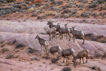 Fototapeta na wymiar A family of female Desert Bighorn Sheep in Valley of Fire State Park. Taken in Nevada, United States.