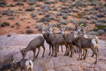 Naklejka na ściany i meble A family of female Desert Bighorn Sheep in Valley of Fire State Park. Taken in Nevada, United States.
