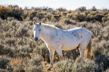 Obraz na płótnie Canvas Wild White Horse in the desert of New Mexico, United States of America.