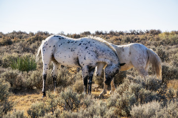 Wild White Horse in the desert of New Mexico, United States of America.