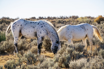 Wild White Horse in the desert of New Mexico, United States of America.