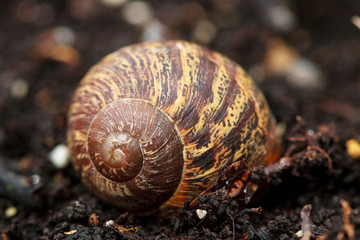 an empty shell. Cornu aspersum