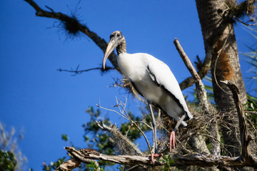 Wood stork sitting in on a tree. Taken in Everglades National Park, Florida, United States.
