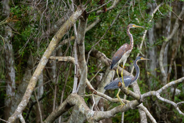 The great blue heron sitting in on a tree. Taken in Everglades National Park, Florida, United States.