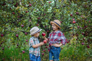 Portrait of a brother and sister in the garden with red apples.