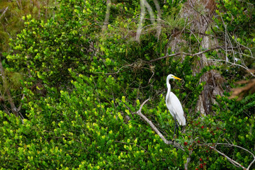 The great egret sitting in on a tree. Taken in Everglades National Park, Florida, United States.