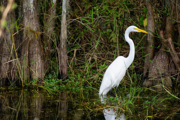 The great egret sitting in water. Taken in Everglades National Park, Florida, United States.