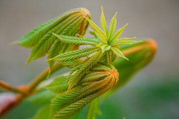 Modest chestnut new leaves in spring. Bright green leaves close up. Background for spring screensavers on phone. rebirth of nature. Blooming buds on trees.