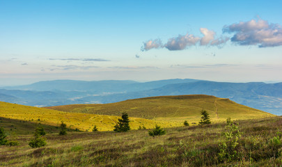 Obraz premium beautiful summer landscape in mountain. spruce trees on the alpine meadows in evening light. ridge in the distance