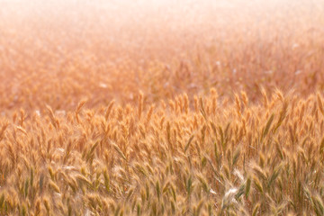 Close up of grass seed stalks in the meadow at sunset.