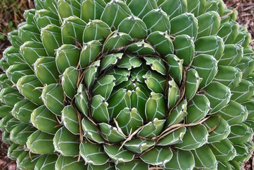 Desert Landscape plant