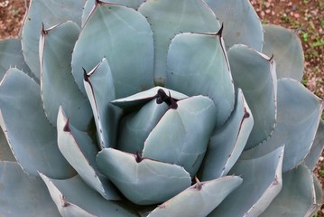 Flower Succulent