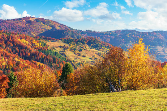 autumn countryside in mountains. alpine meadows and forested rolling hills. beautiful carpathian landscape in the afternoon. vivid autumn colors and bright blue sky with fluffy clouds