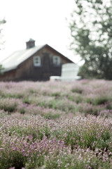 .Rows Of Lavender
