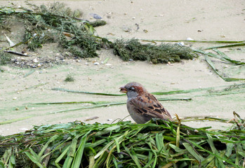 Sparrow in the seaweed 