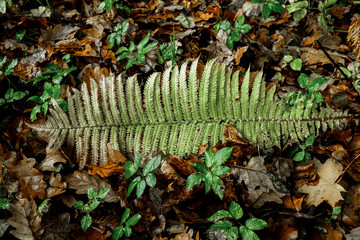 Fern among autumn leaves