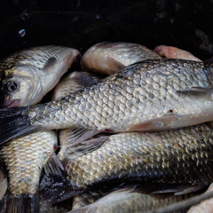 River fish macro photo. Fish catch. Carp and carp. Weed fish.