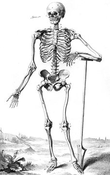 Skeleton 18th Century