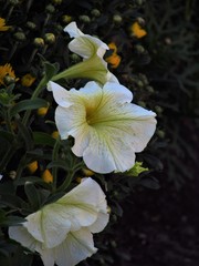 white flower of petunia