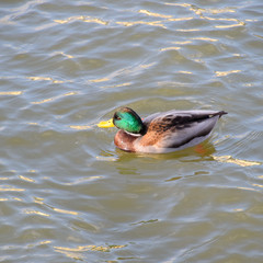 Ducks swimming in the pond. Wild mallard duck. Drakes and female
