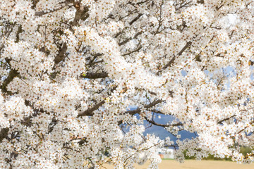 Albero da frutta con fiori bianchi appena fiorito per la rigogliosa Primavera.