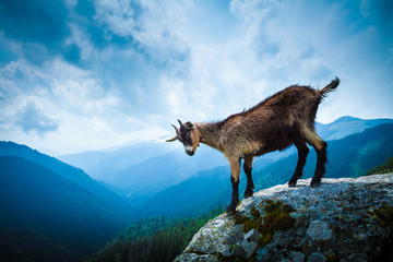 Beautiful little goat in the mountain landscape