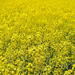 Rapeseed field. Background of rape blossoms. Flowering rape on t