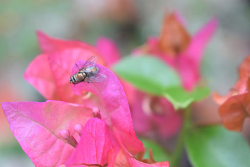 Mosca en una flor 