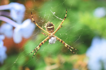 La araña cazó una presa 