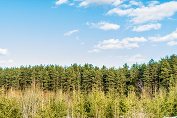 growing pines and small firs, sunny spring day with blue sky with clouds