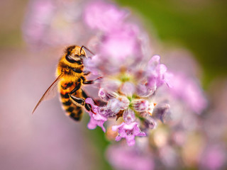 SPRING FLOWERS AND INSECTS