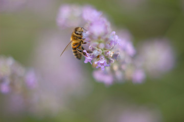 SPRING FLOWERS AND INSECTS