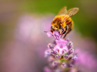 SPRING FLOWERS AND INSECTS