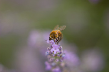 SPRING FLOWERS AND INSECTS